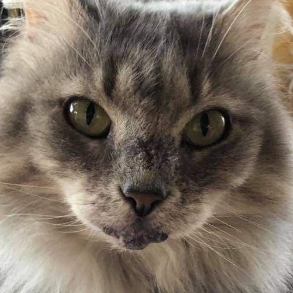 Meet your Posher, Kat